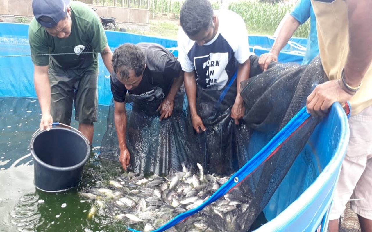Rahasia Budidaya Ikan Nila Cepat Panen, Cocok untuk Pemula Modal Kecil Bisa Untung Besar