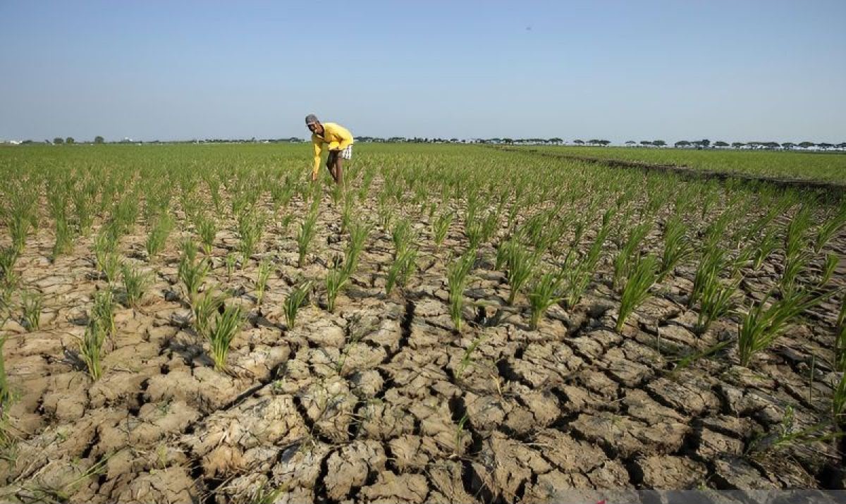 El Nino Maju Lebih Cepat, Istana Mulai Waswas Jangan Sampai Negeri Ini Keburu Terbakar