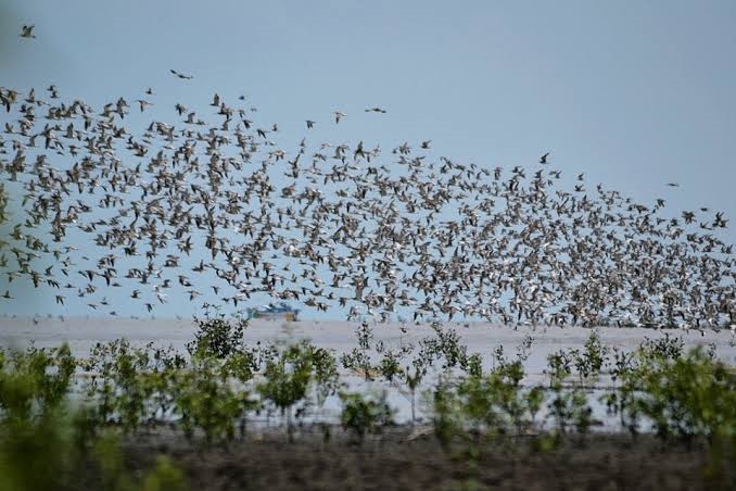 Ribuan Burung Penuhi Langit dan Terbang Serentak, Benarkah ini Pertanda Bencana?