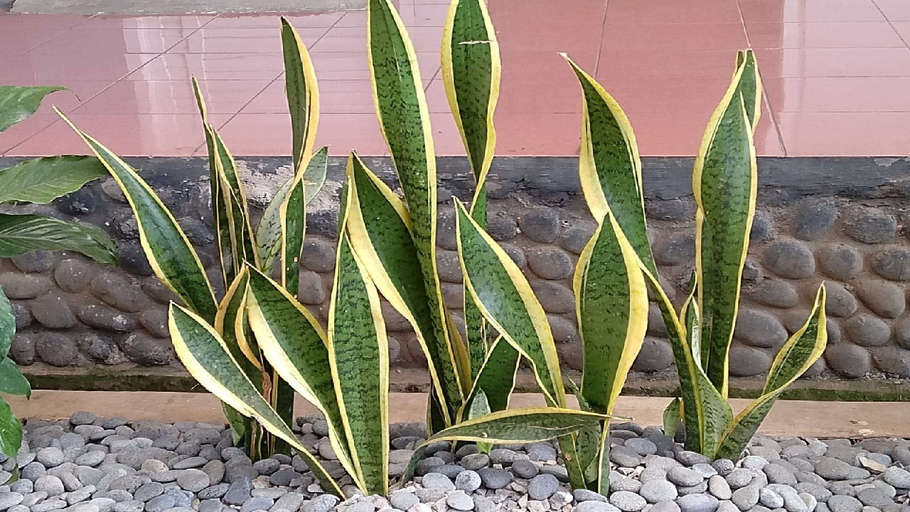 8 Jenis Tanaman Hias Rumah Ala Minimalis Kekinian