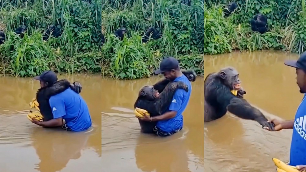 Viral! Momen Penuh Haru Simpanse Peluk Erat Pria yang Telah Memberinya Makanan
