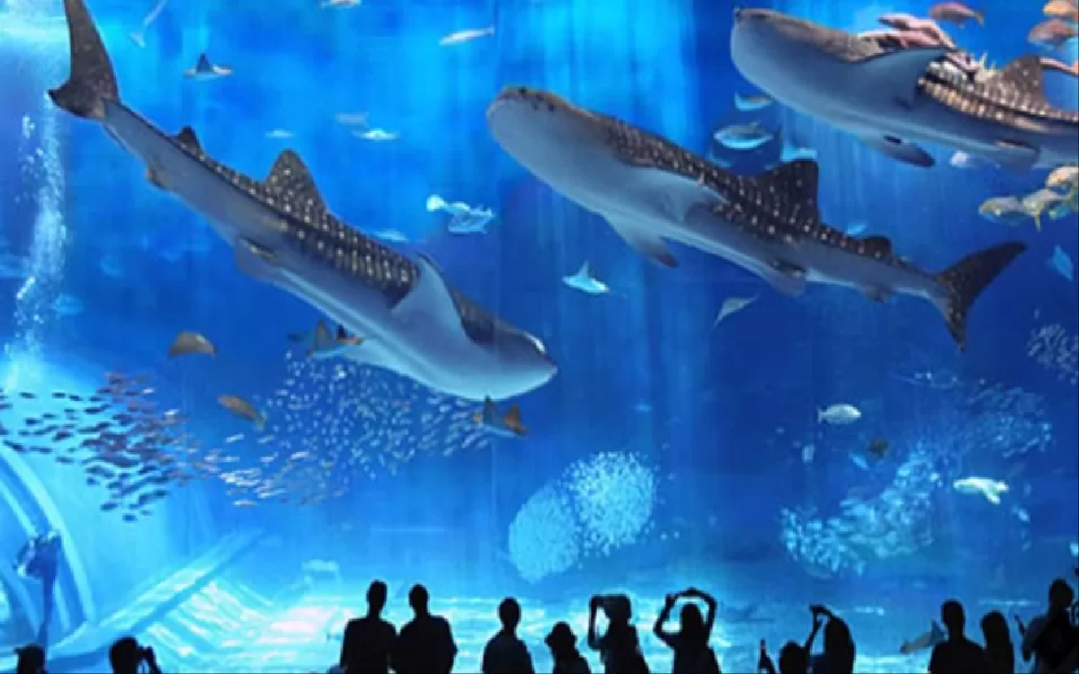 Libur Lebaran Sea World Ancol Tawarkan Promo Spesial 