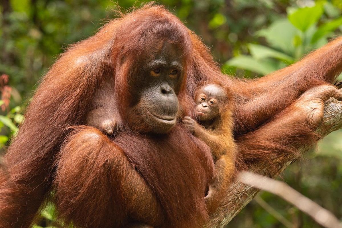 Orang Utan Sudah Punya Apotek Sendiri, Manusia Malah Sibuk Rusak Hutannya