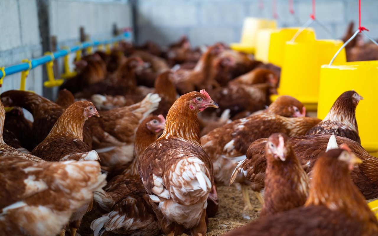 Modal Rp500 Ribu Bisa Ternak Ayam Petelur, Begini Cara Lengkap untuk Pemula