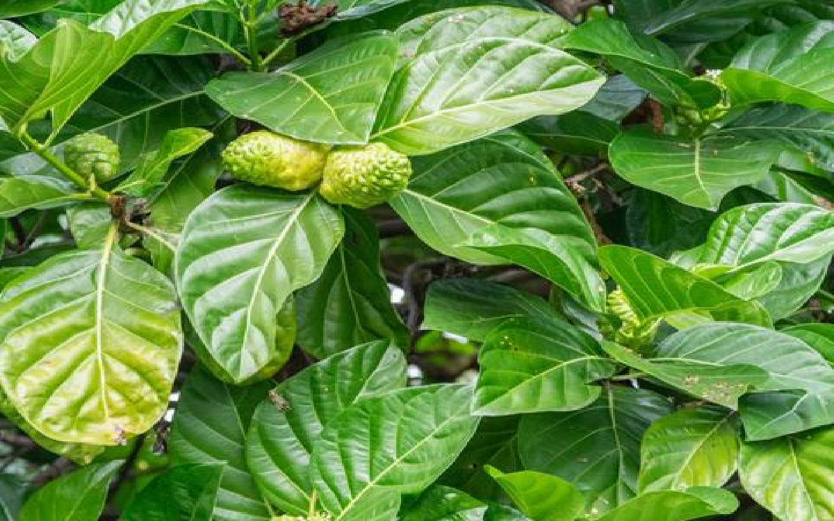 5 Manfaat Daun Mengkudu Bagi Wajah, Nomor 3 Bikin Tertarik