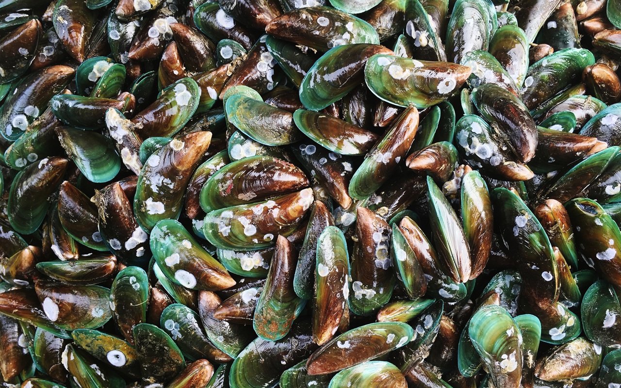 Jarang Diketahui! Ini Manfaat Kerang Hijau untuk Jantung dan Cegah Anemia