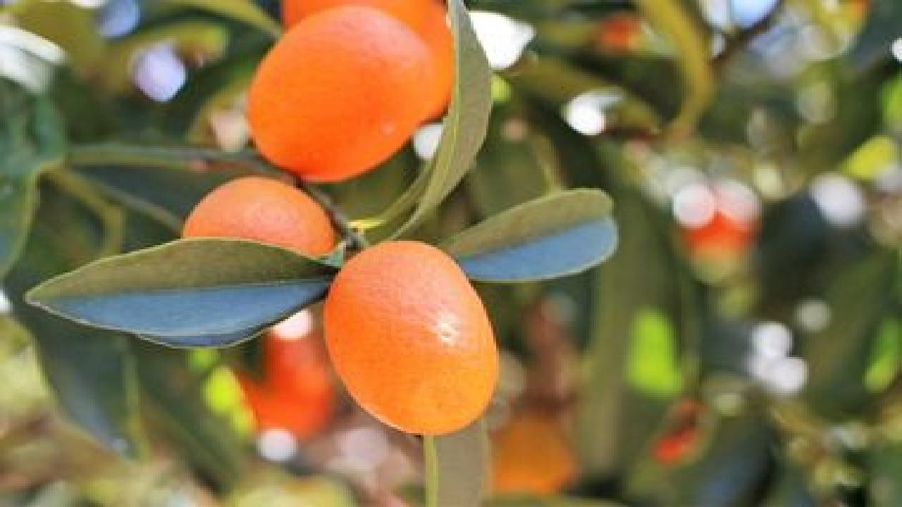 5 Tanaman Buah Mini Ini Bikin Rumah Sempit Lebih Sejuk dan Segar, Solusi Anti Pengap!