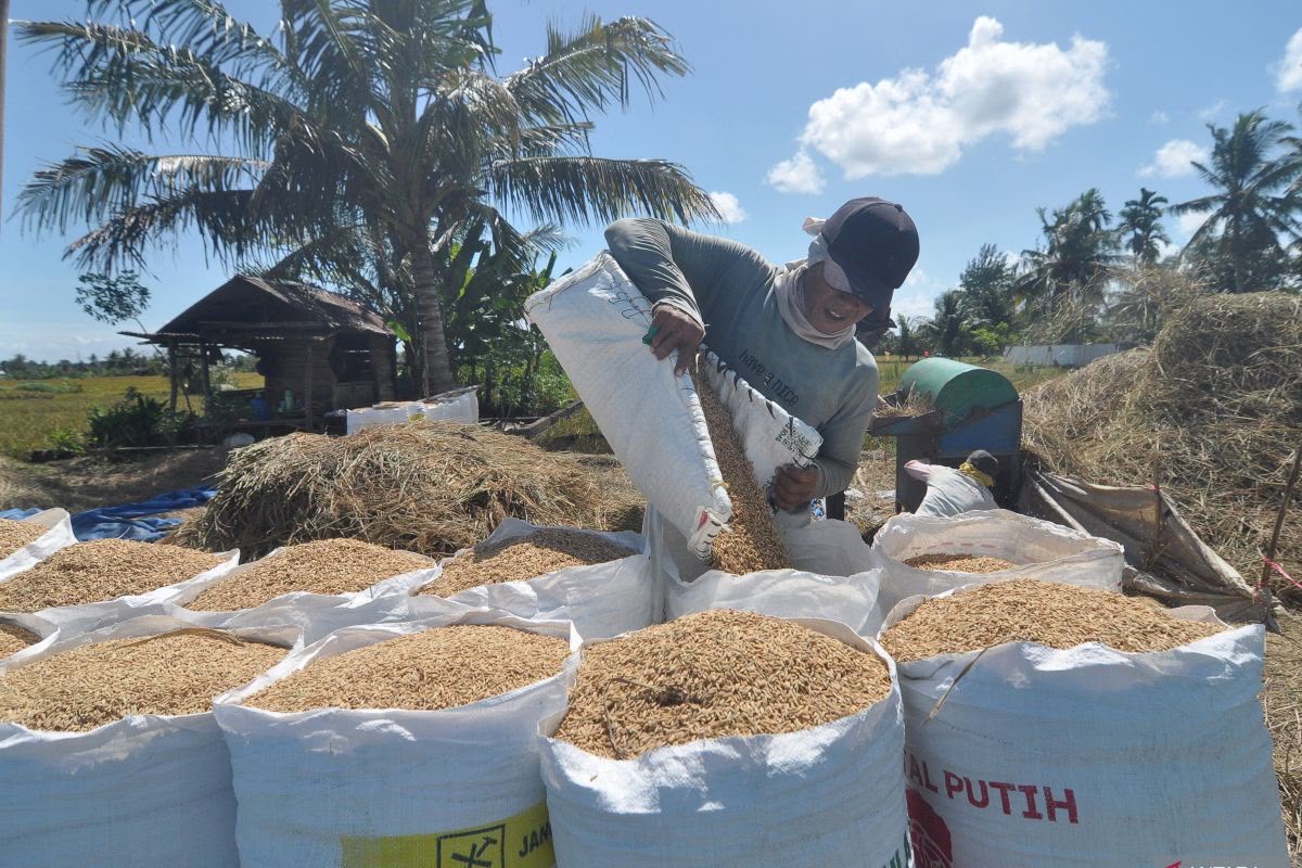 Beras Aman, Alarm Pangan Batal Bunyi! BPS Klaim Produksi Naik, Gudang Tak Lagi Bikin Waswas