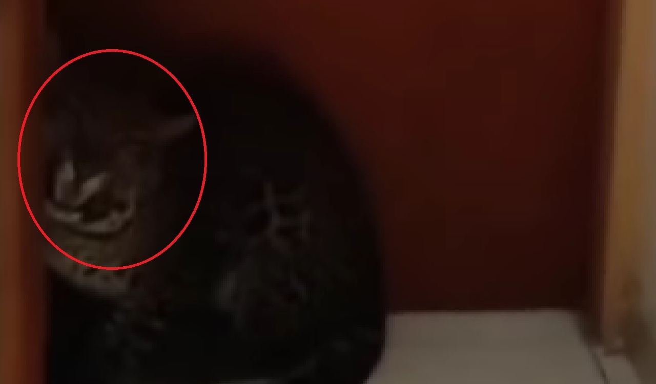 Viral Macan Tutul Masuk Hotel Bandung, Diduga Satwa yang Kabur dari Lembang Park & Zoo!