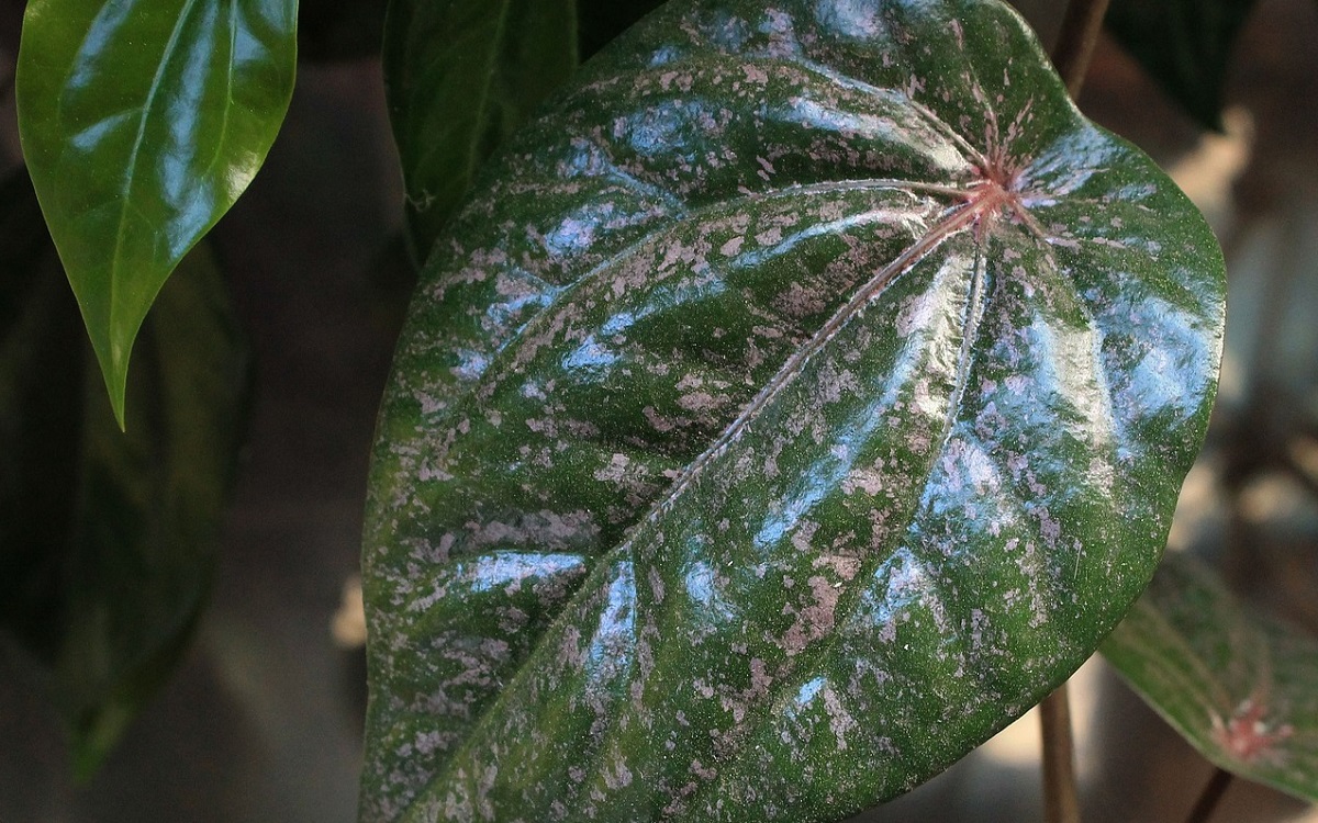 Terbukti Ampuh! 6 Manfaat Spiritual Daun Sirih yang Mungkin Belum Anda Ketahui