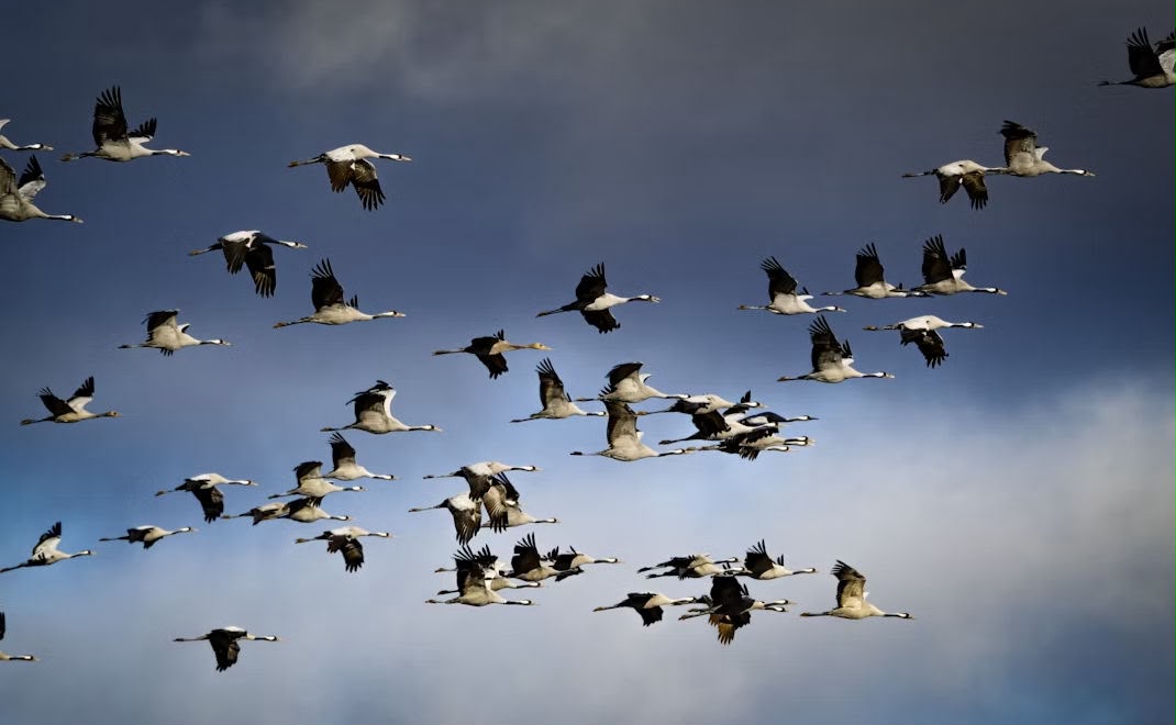 Burung Migran Kehabisan Rumah, Habitat Digerus Industri dan Krisis Iklim