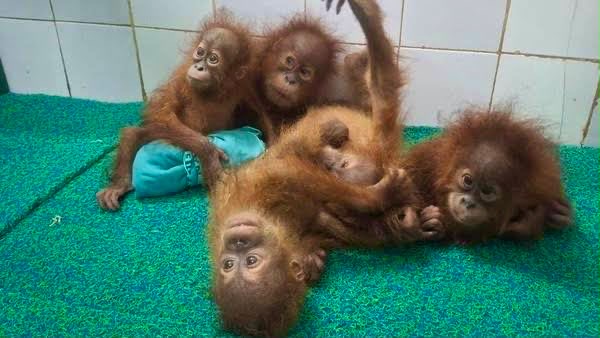 Lima Bayi Orangutan Nyasar ke India, Diduga Ada Sindikat Penyelundupan