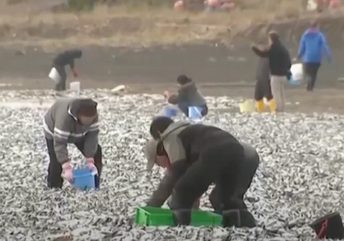 Ikan Mati Secara Misterius di Pantai Hokkaido, Warga Berbondong-bondng Kumpulkan untuk Dijual dan Dimakan