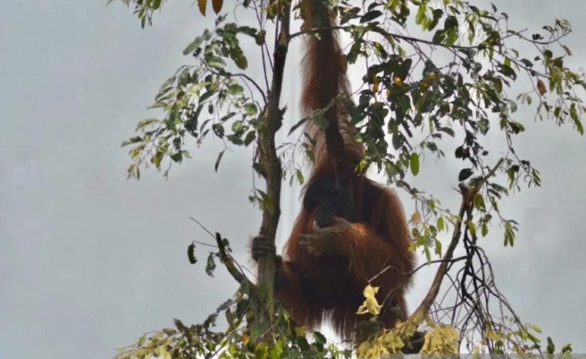 Orang Utan Terancam Jadi Korban Asap, Kemenhut Minta Data 60 Persen Habitat Terbakar Diverifikasi