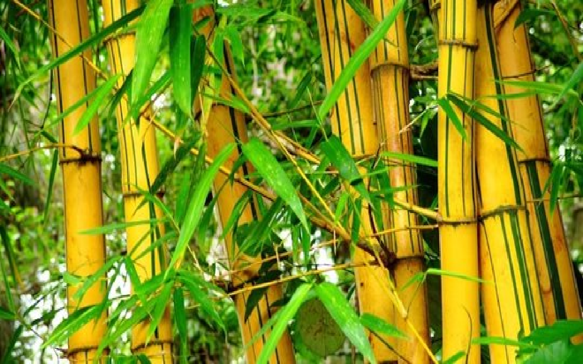 Ternyata Bambu Kuning Punya 'Manfaat' Khusus Bagi Orang Jawa, Ini 4 Mitosnya