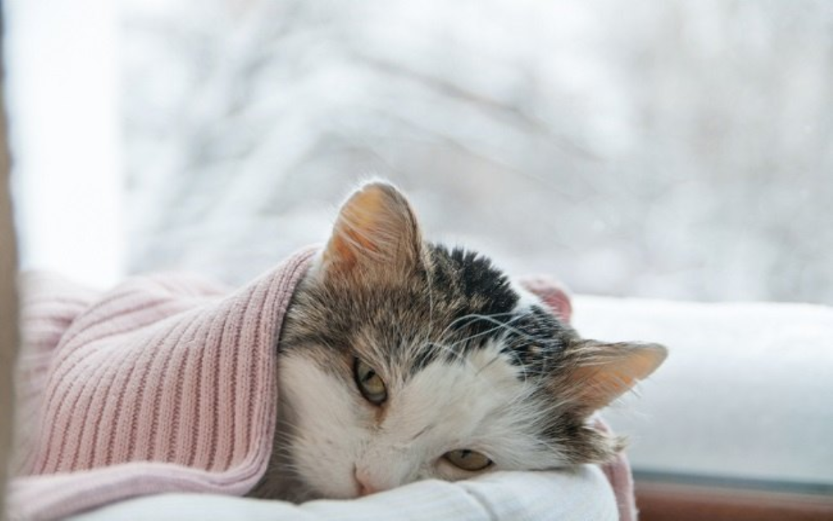3 Tips Hilangkan Bulu Kucing yang Menempel Pada Pakaian, Dijamin Efektif!