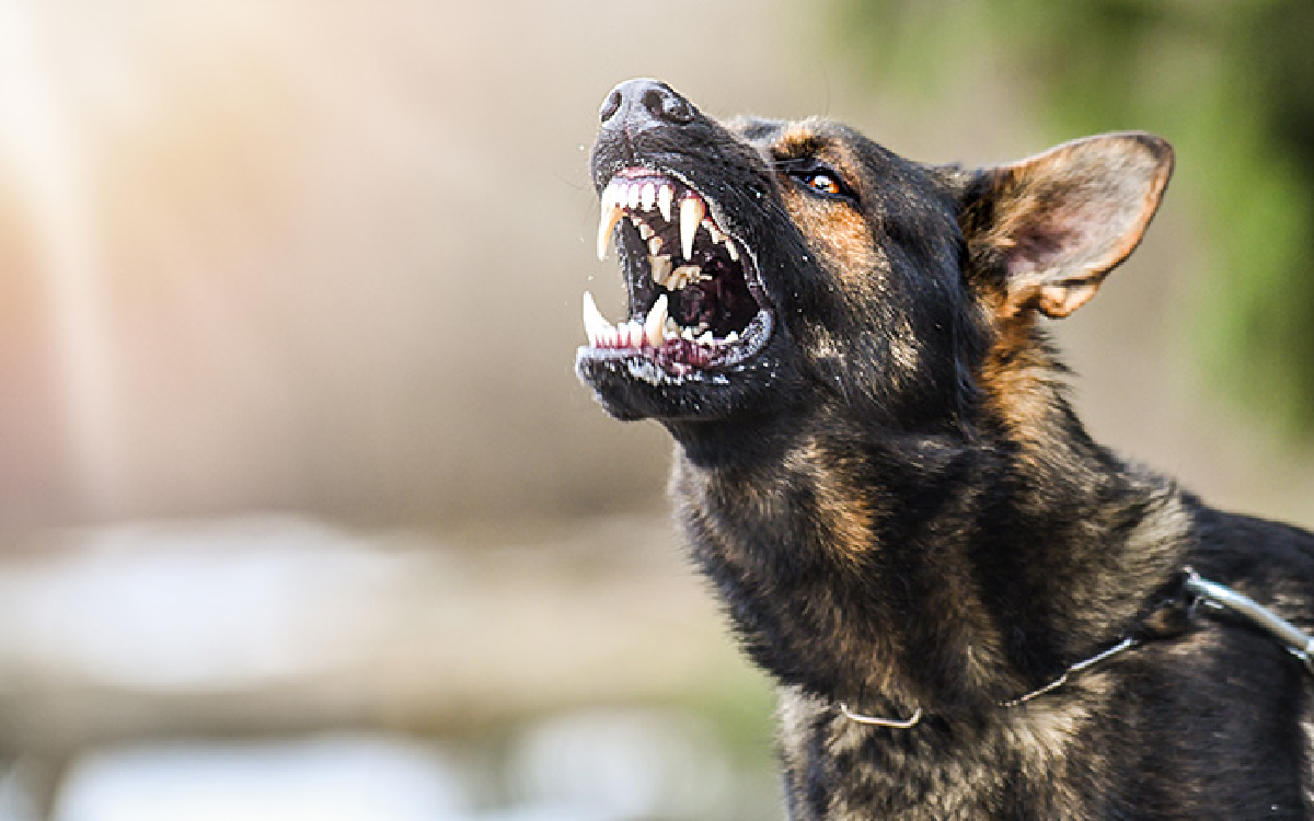 Makna Tersembunyi Mimpi Digigit Anjing dalam Primbon Jawa