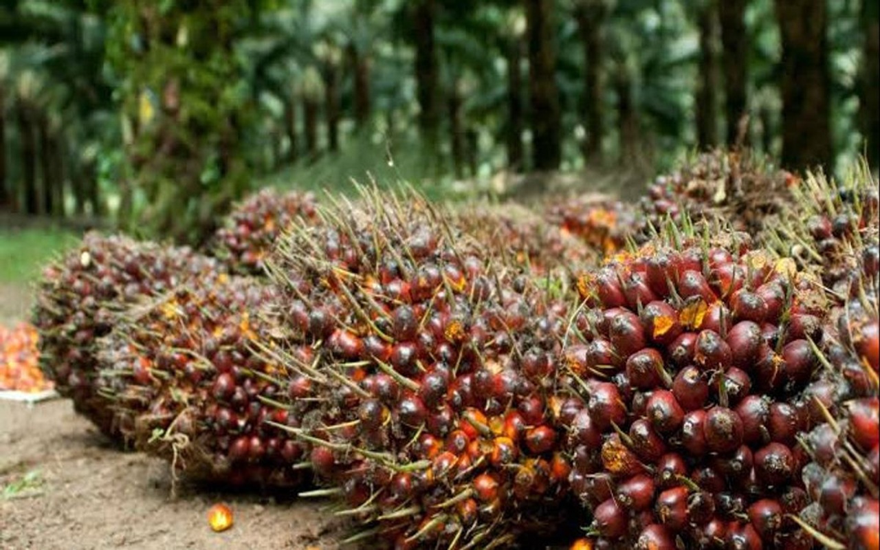 Kabar Baik Petani! Harga Sawit Kalimantan Tengah Meningkat April 2026, Tembus Rp3.897 per Kg