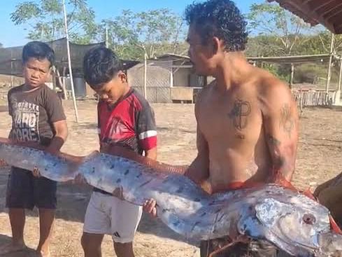 Ikan Kiamat Muncul di Lombok Usai Gempa NTT, Pertanda Bencana atau Cuma Mitos?