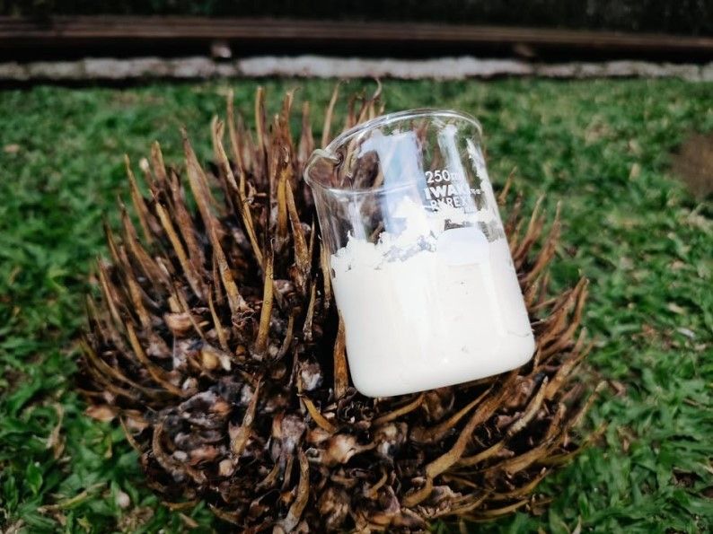 Limbah Sawit Disulap Jadi Krim Sunscreen, Inovasi Siswa Bogor Buka Peluang Baru Industri Kecantikan