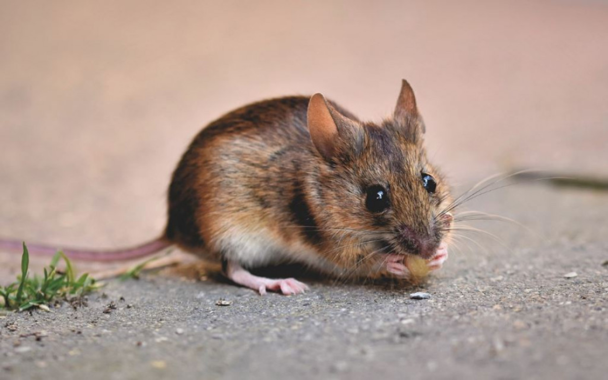 Kenapa Tikus Disebut Hewan Omnivora? Begini Penjelasannya!