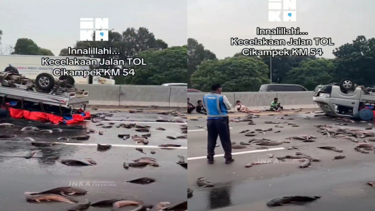 Mobil Pikap Terguling Akibat Pecah Ban, Muatan Ikan Lele Berhamburan di Tol Japek