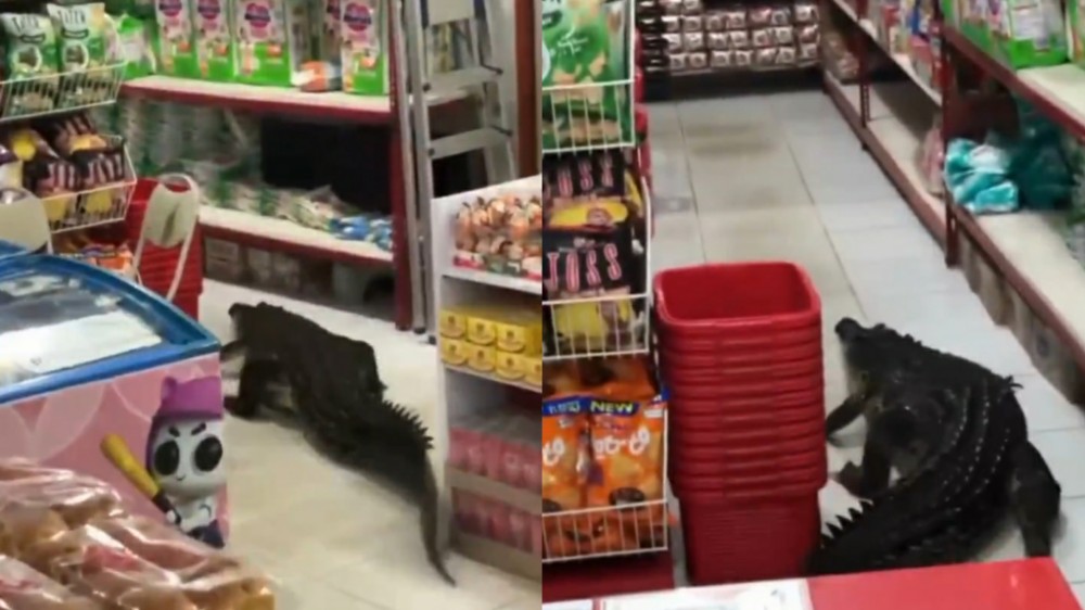 Viral Seekor Buaya Besar Masuk Minimarket di Maluku Utara, Bikin Warga Panik