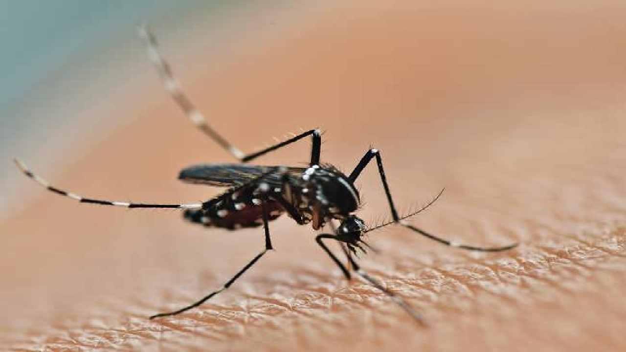 Penyakit Chikungunya Mulai Marak! Pahami 7 Ciri Terkena Nyamuk Chikungunya 