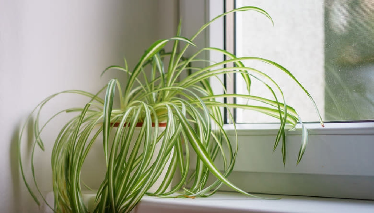 Mau Stres di Rumah Hilang? INI 7 Tanaman Indoor Minimalis Ini Bikin Suasana Langsung Rileks