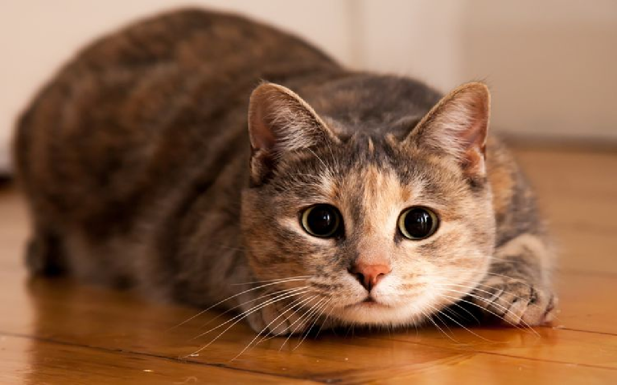 3 Cara Membuat Kucing Menjadi Lebih Berisi dan Gemuk