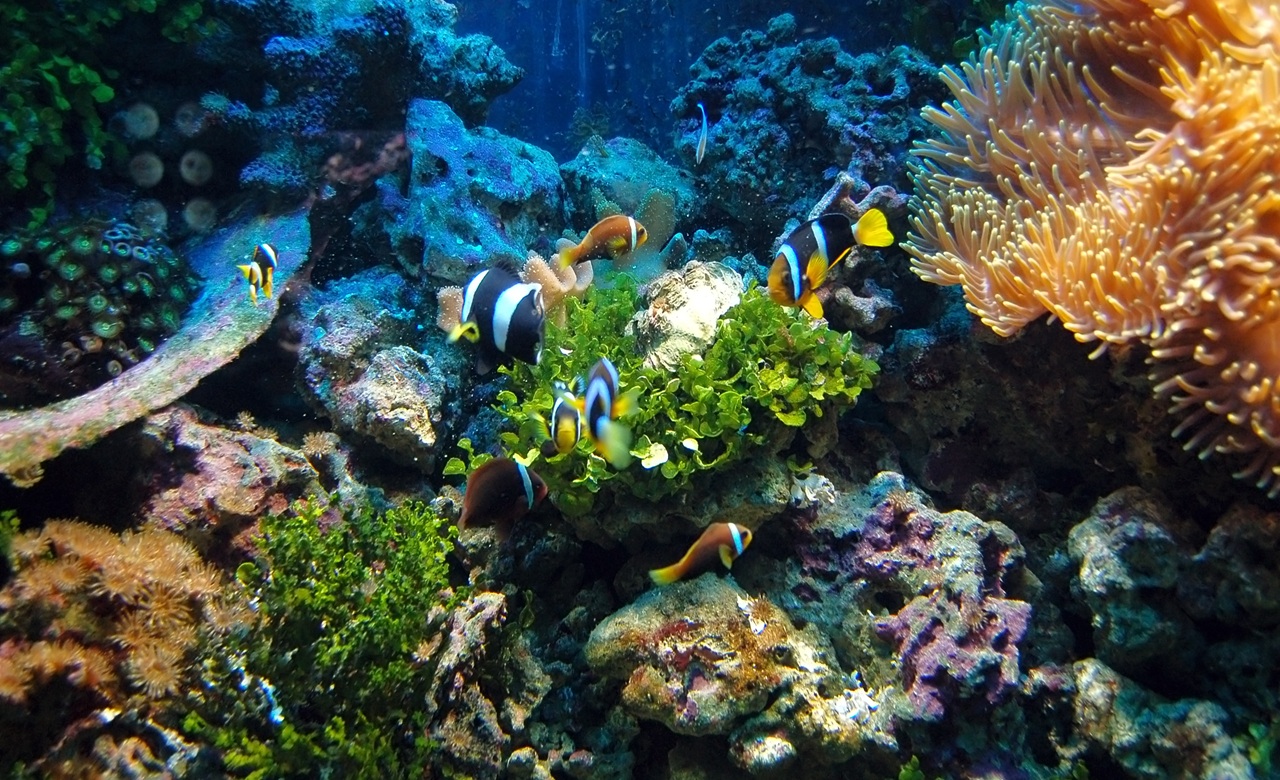 5 Rekomendasi Tanaman Air Hidup Aquascape yang Murah dan Mudah Dirawat untuk Pemula