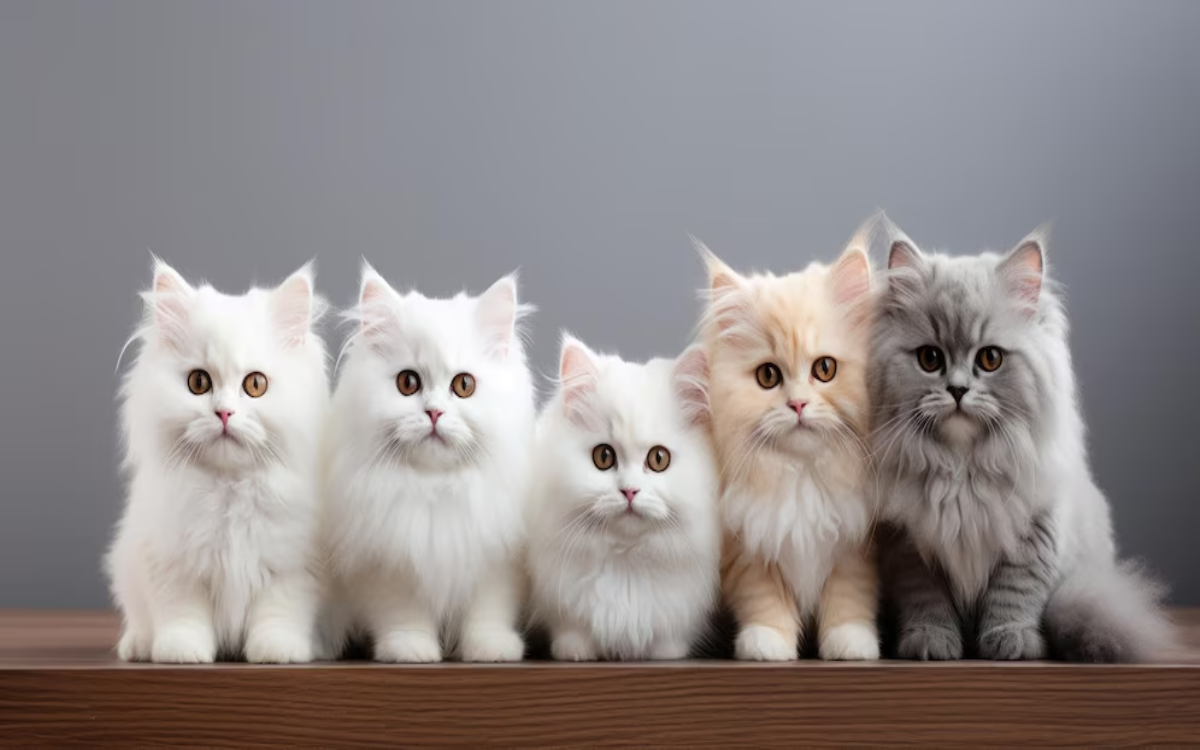 Top 7 Jenis Kucing Murah dan Berkualitas yang Layak Dibeli, Bukan Kucing Kampung!