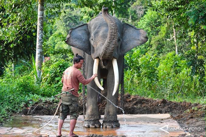 Gajah Sumatra Lagi Musth, Bukan Sakit, Tapi Bisa Mengamuk dan Membahayakan Nyawa