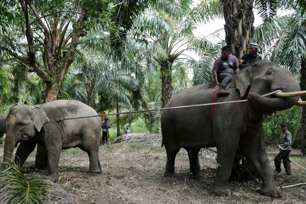 300 Hektare Hutan Seblat Disikat Sawit Ilegal, Ranjau Gajah Ikut Ditemukan!