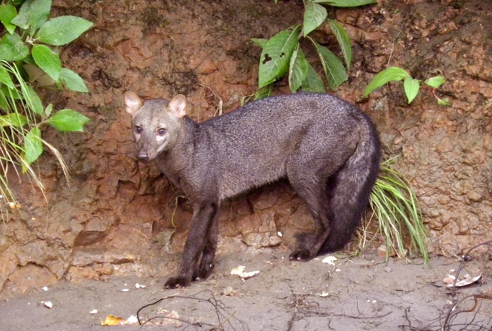 Anjing Hantu Amazon Ternyata Bukan Mitos, Populasinya Bikin Ilmuwan Salah Perhitungan