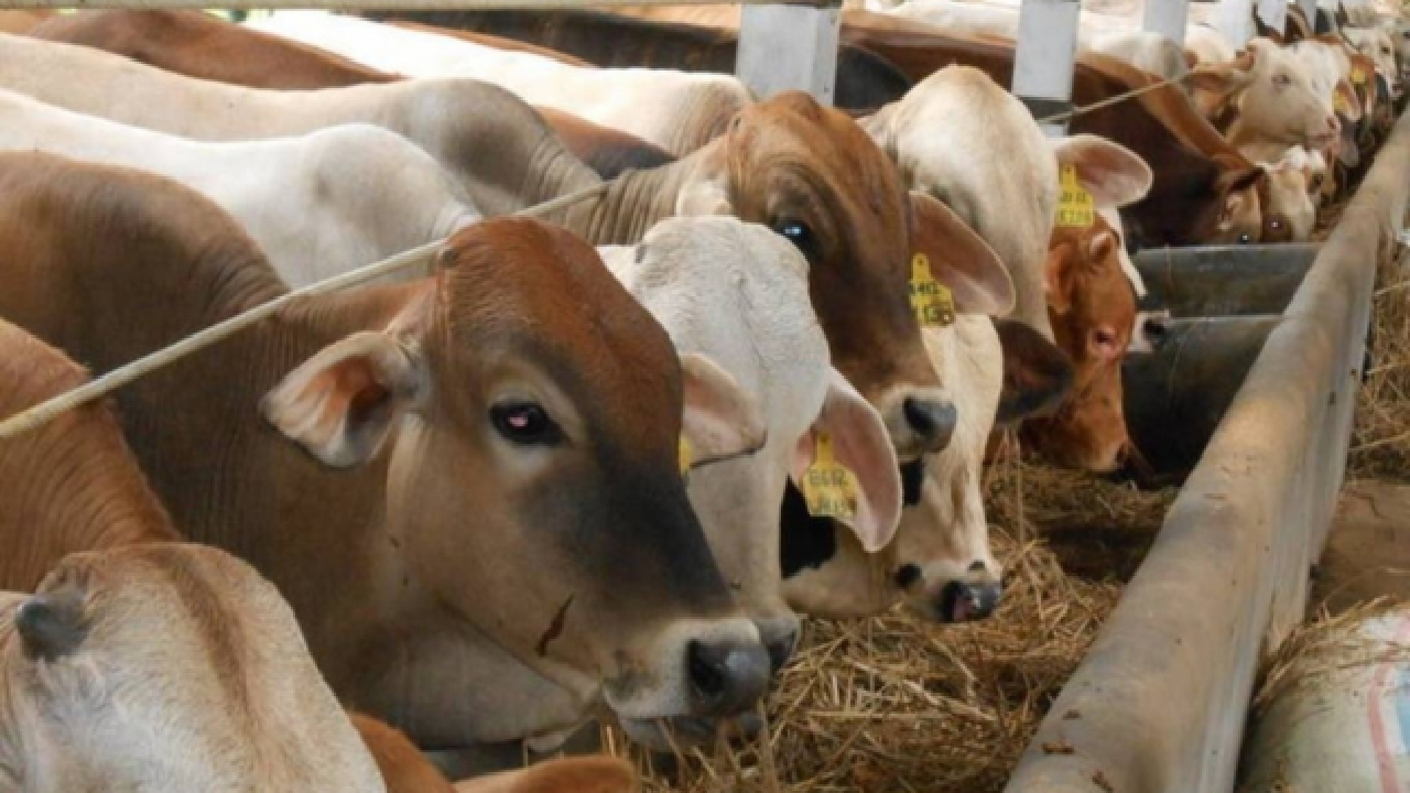7 Tata Cara Menyembelih Hewan Qurban Idul Adha yang Sah