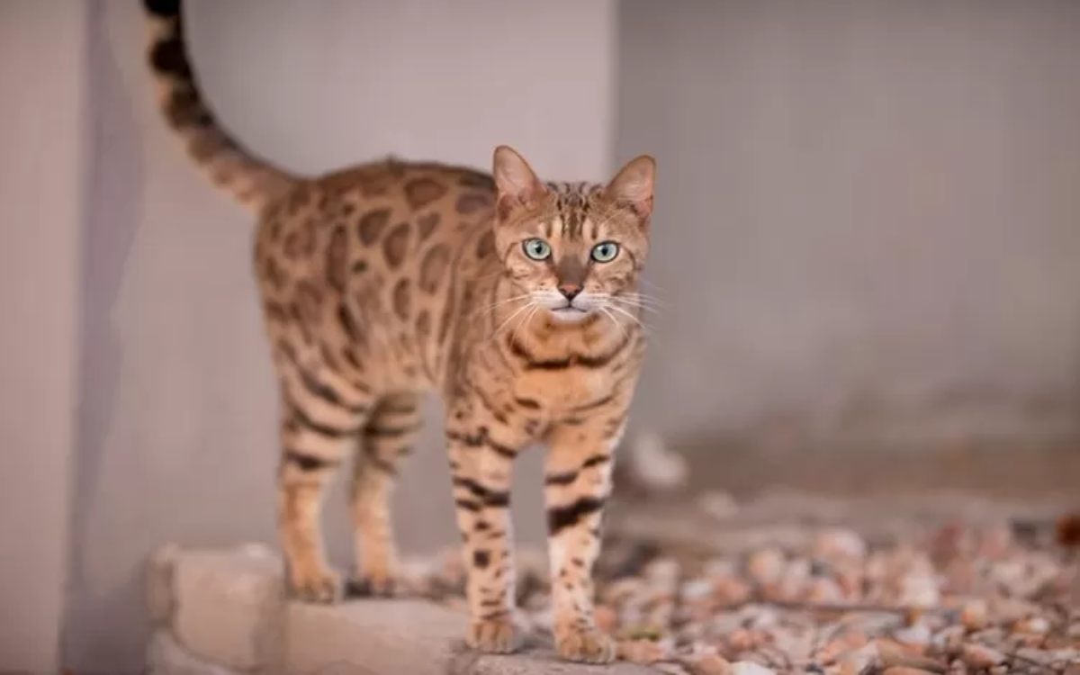 Simak Info Penting Habitat Asli Kucing Bengal, Makanan, Hingga Sejarah Singkatnya