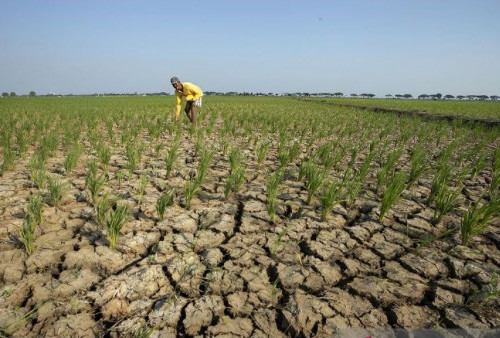 El Nino Maju Lebih Cepat, Istana Mulai Waswas Jangan Sampai Negeri Ini Keburu Terbakar