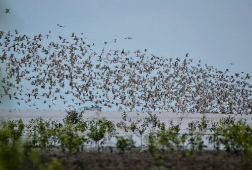 Ribuan Burung Penuhi Langit dan Terbang Serentak, Benarkah ini Pertanda Bencana?