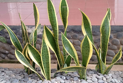 8 Jenis Tanaman Hias Rumah Ala Minimalis Kekinian