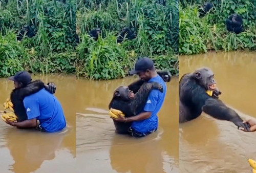Viral! Momen Penuh Haru Simpanse Peluk Erat Pria yang Telah Memberinya Makanan