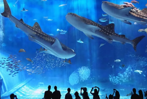 Libur Lebaran Sea World Ancol Tawarkan Promo Spesial 