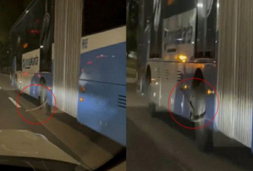 Viral Ular Muncul dari Celah Ban Bus TransJakarta Saat Sedang Melaju di Jalan Raya