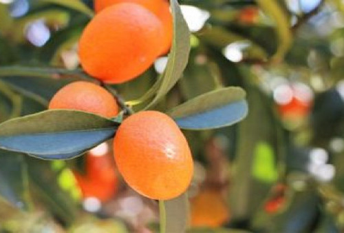 5 Tanaman Buah Mini Ini Bikin Rumah Sempit Lebih Sejuk dan Segar, Solusi Anti Pengap!