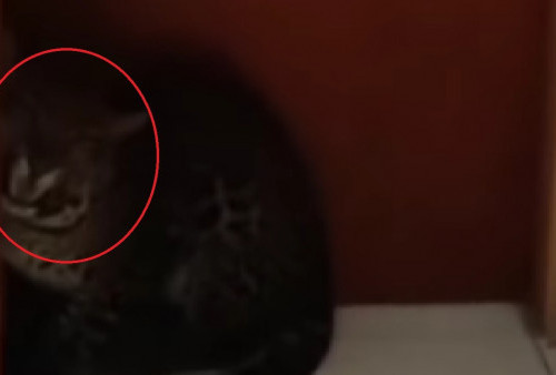 Viral Macan Tutul Masuk Hotel Bandung, Diduga Satwa yang Kabur dari Lembang Park & Zoo!