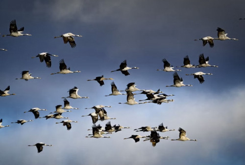 Burung Migran Kehabisan Rumah, Habitat Digerus Industri dan Krisis Iklim