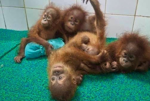 Lima Bayi Orangutan Nyasar ke India, Diduga Ada Sindikat Penyelundupan