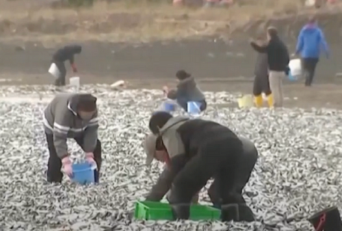 Ikan Mati Secara Misterius di Pantai Hokkaido, Warga Berbondong-bondng Kumpulkan untuk Dijual dan Dimakan