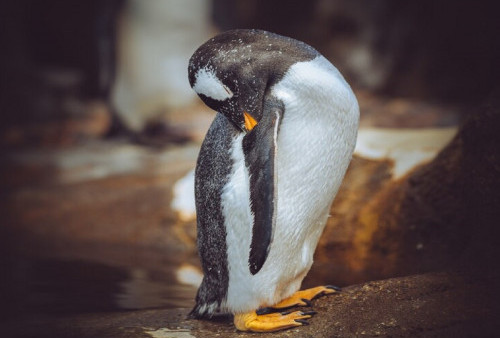 UNIK! Penelitian Sebut Induk Penguin Ternyata Tidur Siang Lebih dari 10 Ribu Kali per Hari