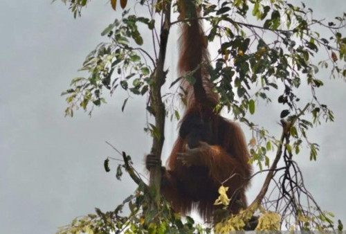 Orang Utan Terancam Jadi Korban Asap, Kemenhut Minta Data 60 Persen Habitat Terbakar Diverifikasi